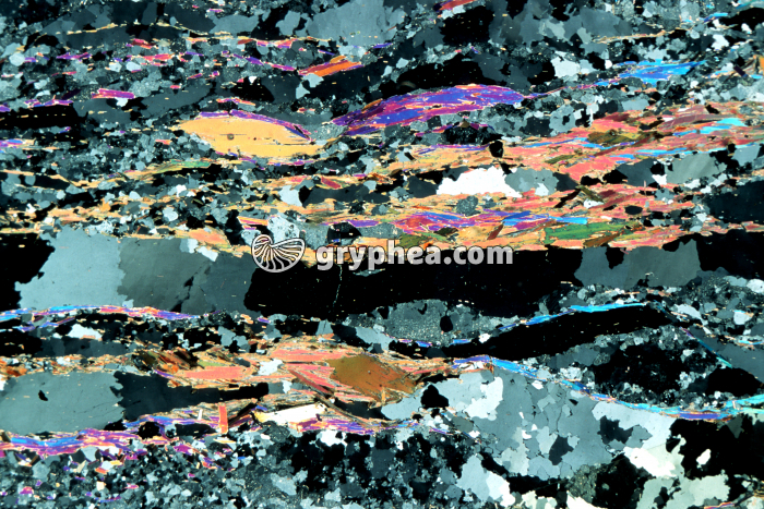 Gneiss LPA x3 - gryphea.com